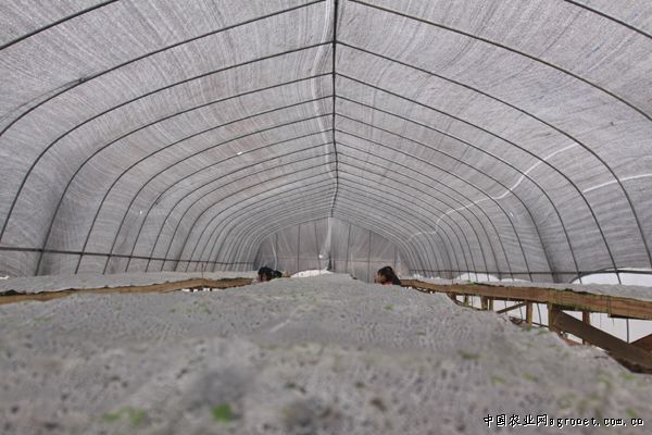 白长豆角种植技术