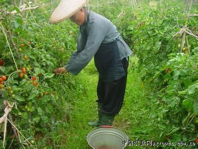 韩国线椒病虫害及防治