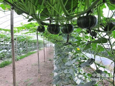 秋四季豆种植技术产量