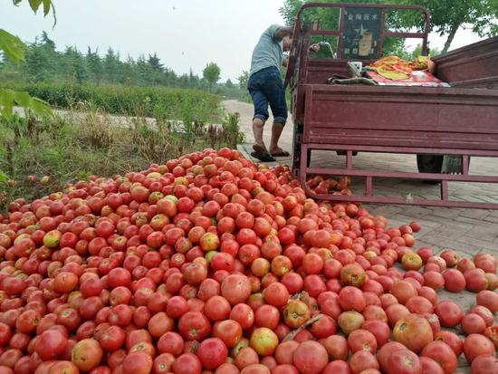 齐达利西红柿种子公司