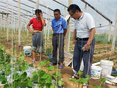 南瓜苗种植技术与管理