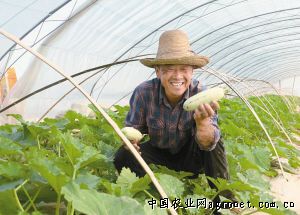 香港红红薯种植技术