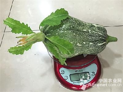 红菜苔种植技术