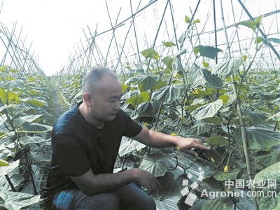 红栗南瓜种植技术
