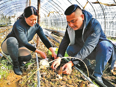 三峡红心王红薯种植技术