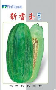 供应新香玉菜瓜——菜瓜种子